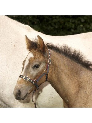 Equisential Nylon Foal Headcollar